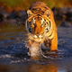 Illustration for article titled Tiger poop could help save endangered species
